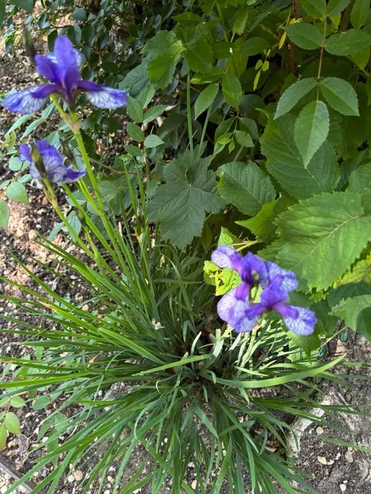 Purple irises flowering in a herbaceous border at Worcester College gardens